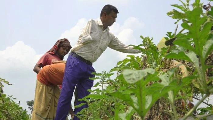 প্রতিবন্ধকতাকে জয় করে কৃষকের নির্ভরতার নাম মফিজ উদ্দিন: এক হাত হারিয়েছেন,হারাননি দায়িত্ব